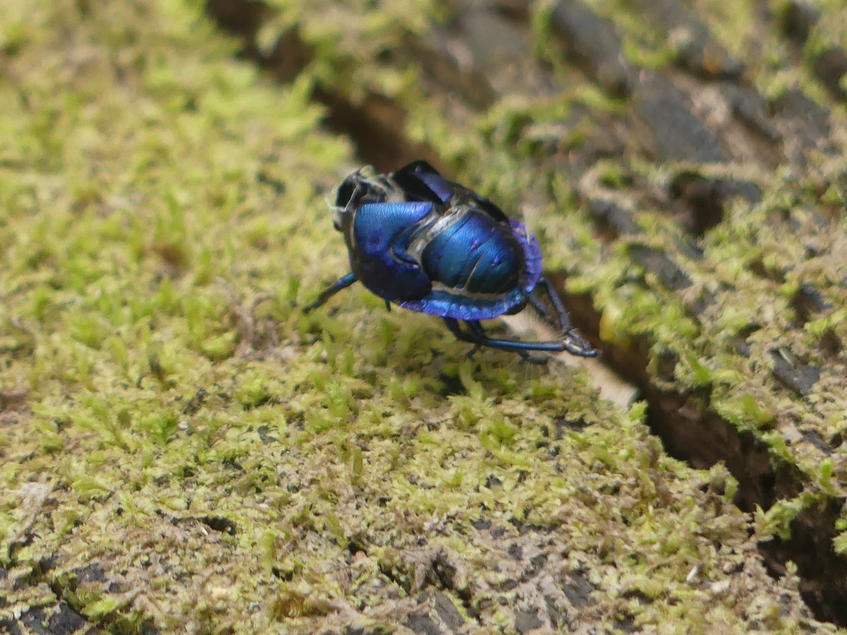 PhotosForTrees's tweet image. Some of the amazing things one can see in the cloud forests of the Kyulu hills in Kenya. #ObservationOfTheDay @inaturalist
