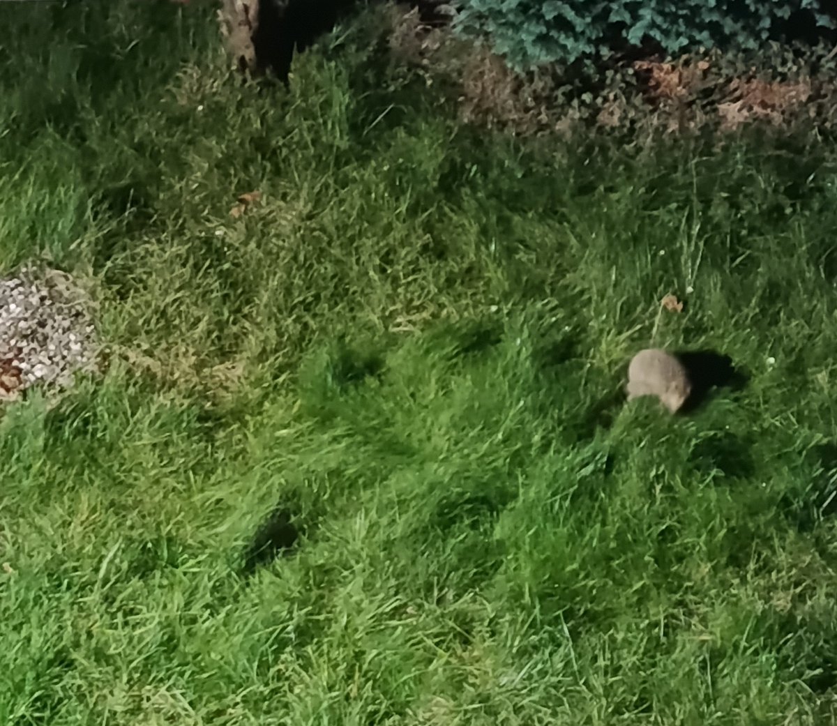 Короче, у нас во дворе стоит датчик движения и, когда он срабатывает, включается свет.

Мы стоим готовим и тут датчик включается... А во дворе никого нет! И так раз 5.

Мы уж было подумали, что  пИзраки, а через 5 минут даже увидели одного

Сенсация, спешите видеть: пИзрак