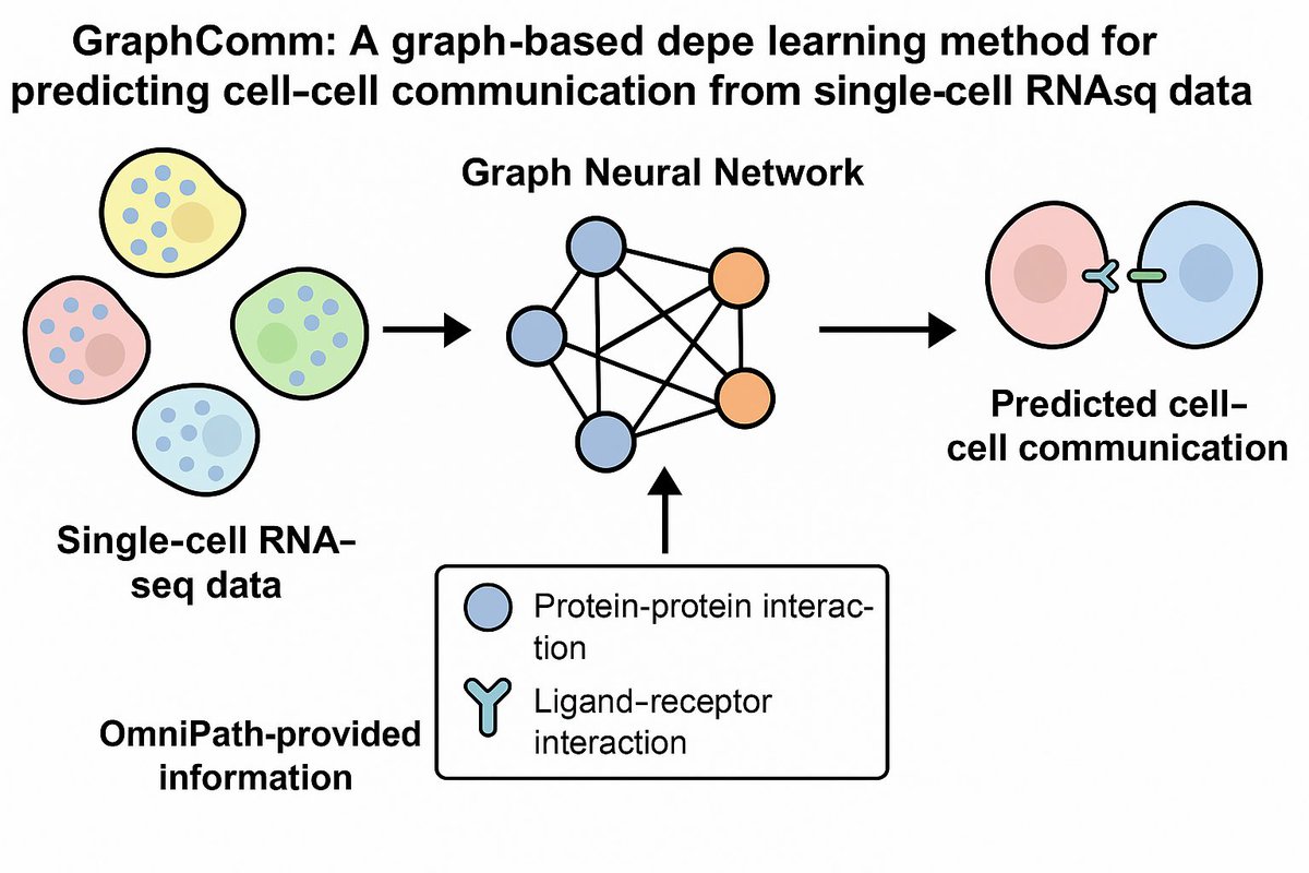 BoWang87's tweet image. Cells don’t just exist — they talk, signal, and collaborate.
Our work GraphComm is now out in @SciReports ! With GraphComm, we’re teaching AI to listen in on this cellular conversation — a step closer to building the virtual cell. 🧬🤖
🧬 GraphComm is a graph-based deep…