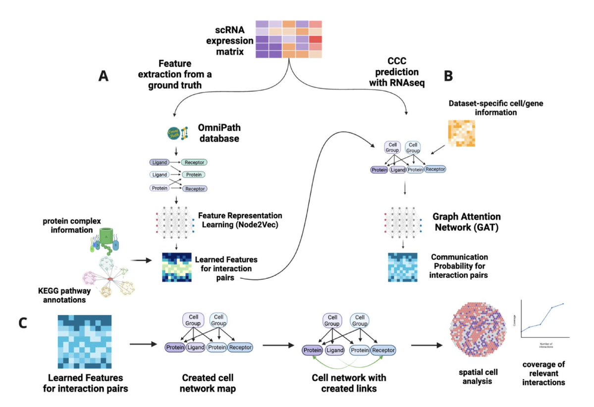 BoWang87's tweet image. Cells don’t just exist — they talk, signal, and collaborate.
Our work GraphComm is now out in @SciReports ! With GraphComm, we’re teaching AI to listen in on this cellular conversation — a step closer to building the virtual cell. 🧬🤖
🧬 GraphComm is a graph-based deep…