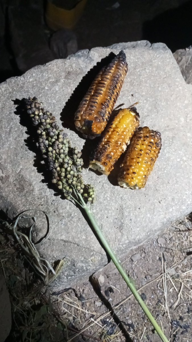 حان وقت حصاد  الذره  وحصاد الذره الشامي