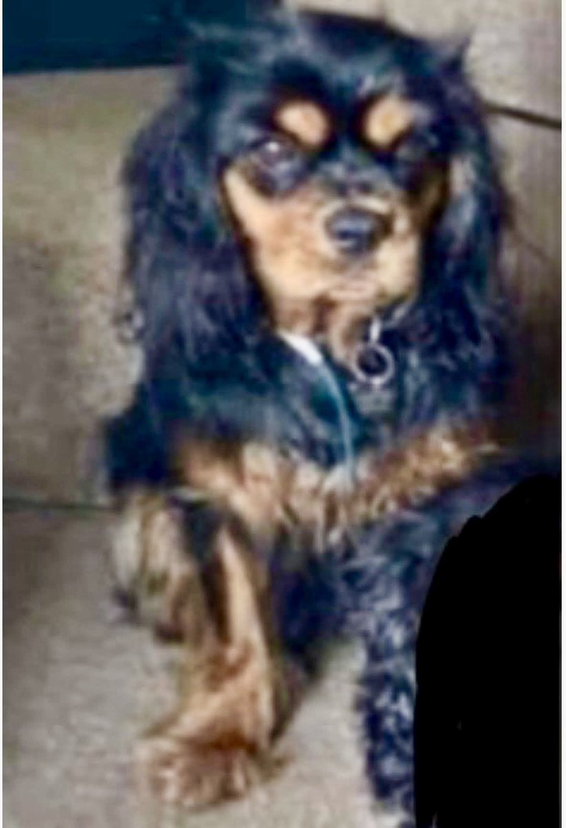 rosieDoc2's tweet image. #SpanielHour 
DAWN WENT MISSING BACK IN AUGUST 2024 (1/8/24) from #Lowgill #Kendal #CUMBRIA #LA8 
(Missing initially in 2022 / found and missing again 18 months later) 
Female/adult #CavalierKingCharles black&tan 
CHIPPED
doglost.co.uk/dog-blog.php?d…
@Cumbriahour @02031961pat @bs2510