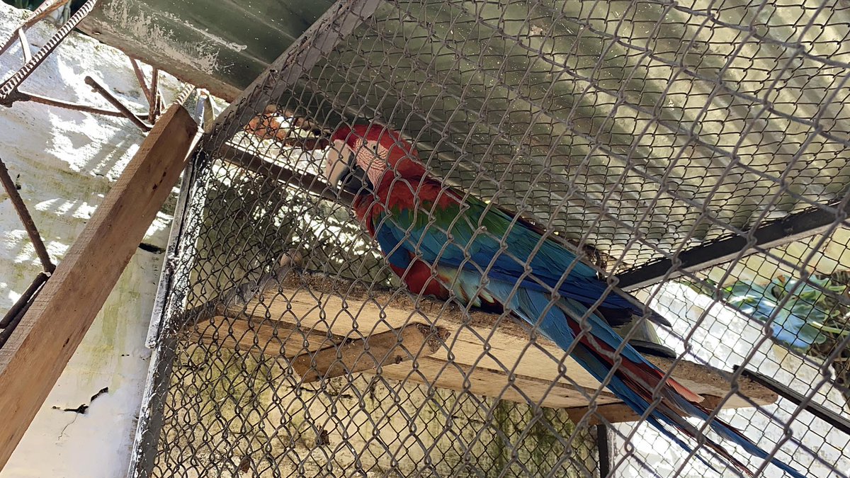 Drunken_Forest's tweet image. Despues de varios meses viviendo tranquilamente en Encarnación, ayer Julieta, la hembra de una pareja de guacamayos que vivía libre en la ciudad, fue encontrada con un ala rota por un disparo con un rifle de aire comprimido. Ahora bajo atención veterinaria facebook.com/reel/134609320…
