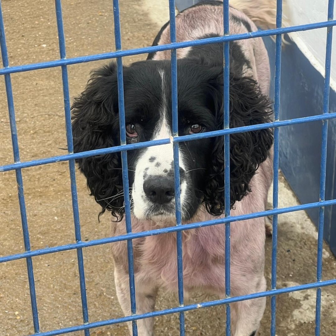 #Madrid 
#urgente #casadeacogida para MIGUELITO cruce #cocker de 2 años y 13 kg.
Lo han dejado ATADO a valla de protectora,rociado con pintura morada y lleno de nudos
Es buenísimo,un solete!
CONTACTO
 📩facenuevavida@gmail.com
#acogida #acoge #ayuda #cockerspaniel