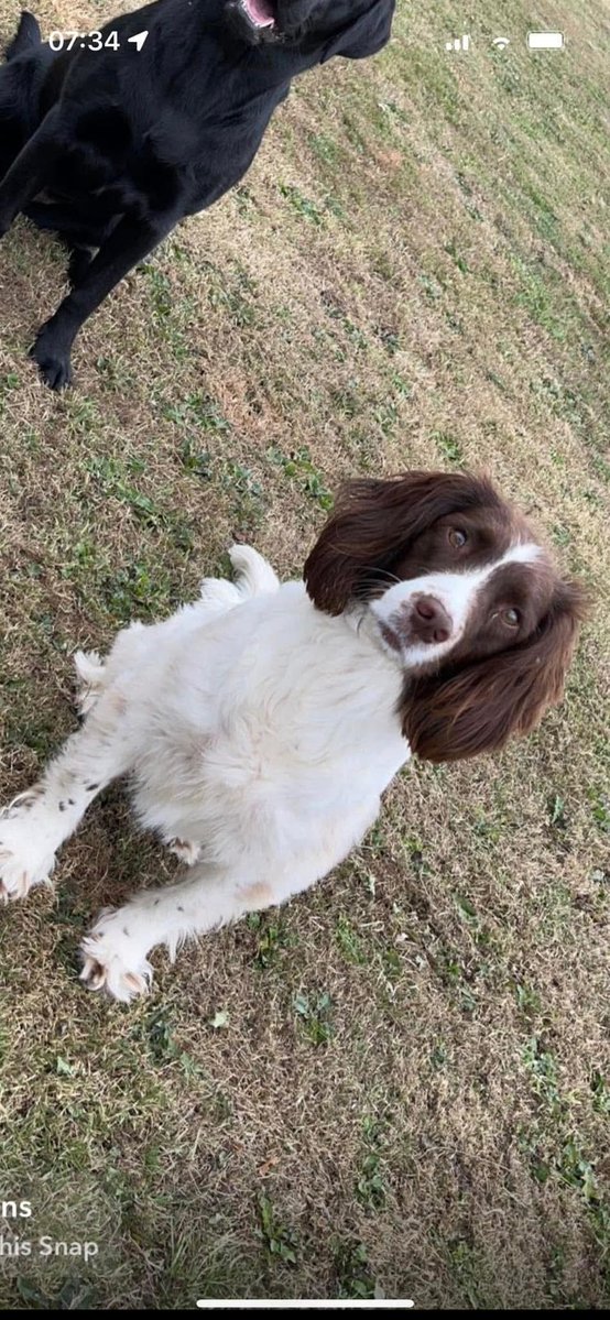 rosieDoc2's tweet image. #SpanielHour 
TILLY went missing 30/3/24 
Female/adult #Sprocker brown&white / distinctive markings around nose & feet 
Around Kings Newton
#Melbourne area - RAN AWAY FROM HOME 
#Derby NORTH WEST Leicestershire #DE72 
doglost.co.uk/dog/194509
@RachaelB100 @BitofDecorum @bs2510