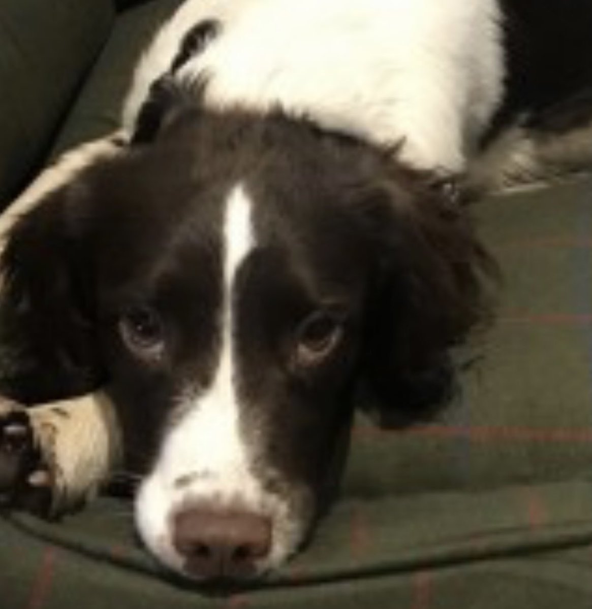 rosieDoc2's tweet image. #SpanielHour 
TILLY went missing 30/3/24 
Female/adult #Sprocker brown&white / distinctive markings around nose & feet 
Around Kings Newton
#Melbourne area - RAN AWAY FROM HOME 
#Derby NORTH WEST Leicestershire #DE72 
doglost.co.uk/dog/194509
@RachaelB100 @BitofDecorum @bs2510