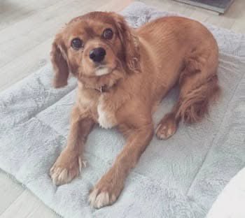 rosieDoc2's tweet image. #SpanielHour 
MISSING ▪︎ LUCKY 
neutered ADULT MALE BROWN (ruby) ALL OVER #CAVALIERKINGCHARLESSPANIEL 
Lost: 28/06/202 over 3 yrs 
Flint #Flintshire #Wales #CH6  
doglost.co.uk/dog-blog.php?d…
@linda_kinnon @BitofDecorum @qu1ncey @02031961pat @juliagarland73 @LisaLisaw1