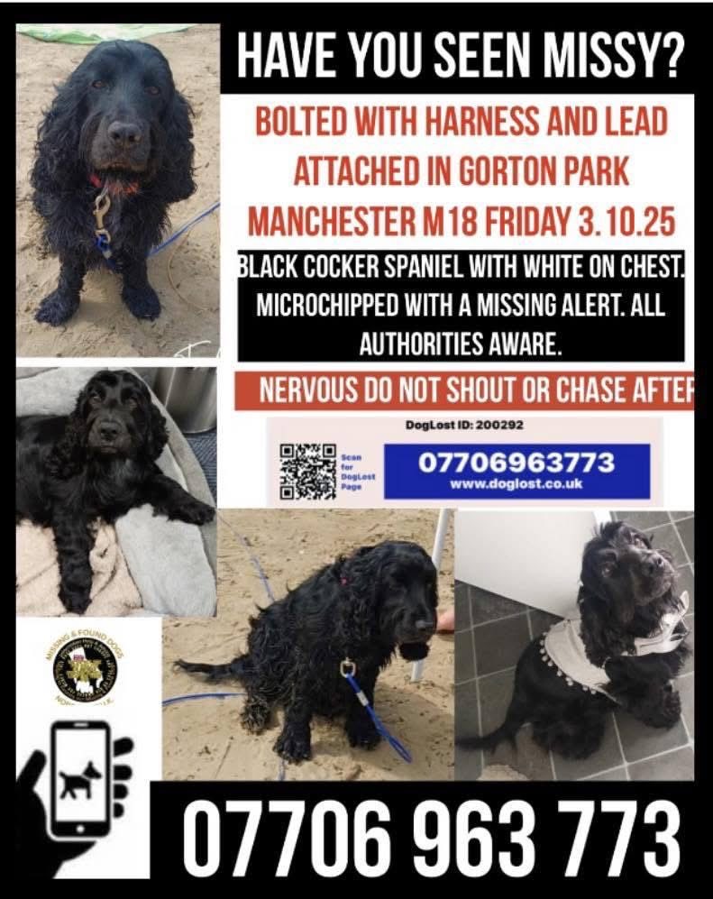 rosieDoc2's tweet image. #SpanielHour 
MISSY MISSING SINCE 3/10/25
A FRIEND SAID SHE ESCAPED HER CAR IN #GORTON/DENTON #MANCHESTER AREA.SHE COULD HAVE TRAVELLED A FAR DISTANCE
People of ⬇️  🆘 
#CHESTER/#BLACON/#WALES/#LIVERPOOL/#WREXHAM SURROUNDING AREAS
doglost.co.uk/dog/200292
@qu1ncey @Eloquencealways