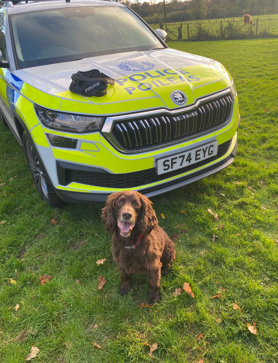 PSOSDogs's tweet image. Time to hang up the harness for wee #PDEddie, as he now becomes #RPDEddie.  Almost 10 years of #KeepingPeopleSafe across the country, he’s now retiring to live at home with his handler.  Enjoy the long lies….Thanks pup! 👏🏻 

#RetiredPSOSDogs
#SprockerSpaniel