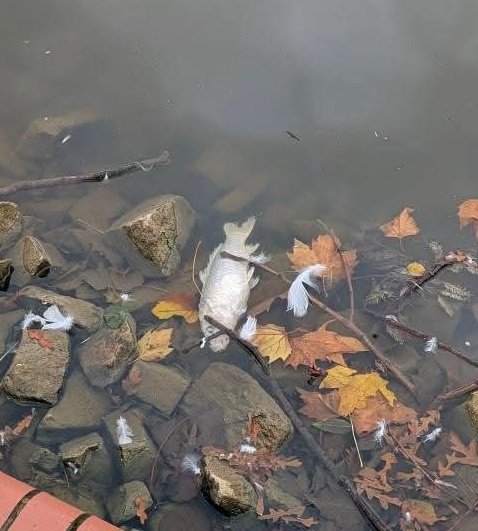 BristolAFed's tweet image. Lake in St George park:
In flow lowered to nearly zero due to poor maintenance of stream / drains.
Both oxygenators broken
Not repaired as in half a year as council has been unable to find a second quote for the work
Fish are now dead
Council will 'raise an urgent investigation'