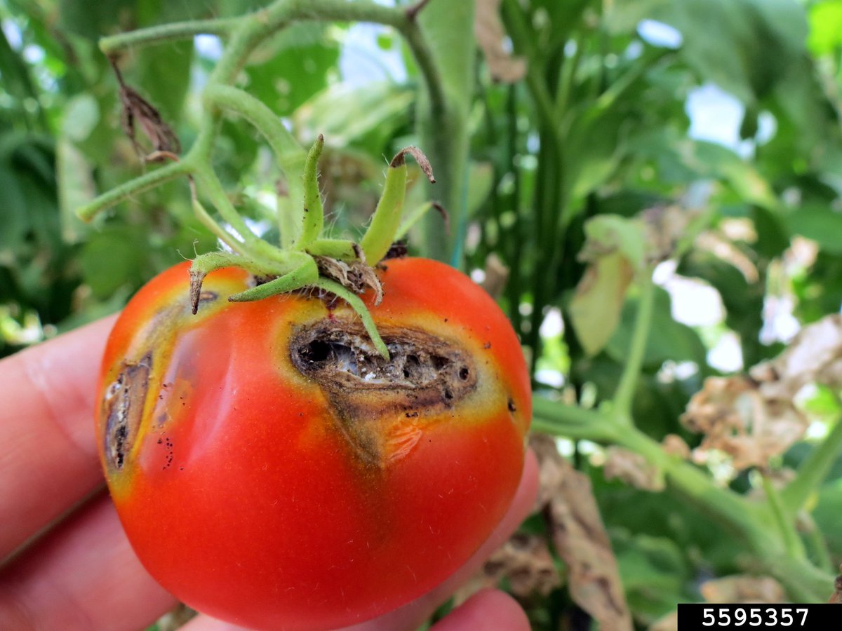 TheSeedlingHub's tweet image. Don't Let Pests Steal Your Harvest!

Hey tomato growers! Watch out for the tomato leaf miner (Tuta absoluta). This little pest is tough and can wreak havoc on your crop.

The good news? You can fight back! Here’s how to stay one step ahead:
✅Scout early – Catch them before