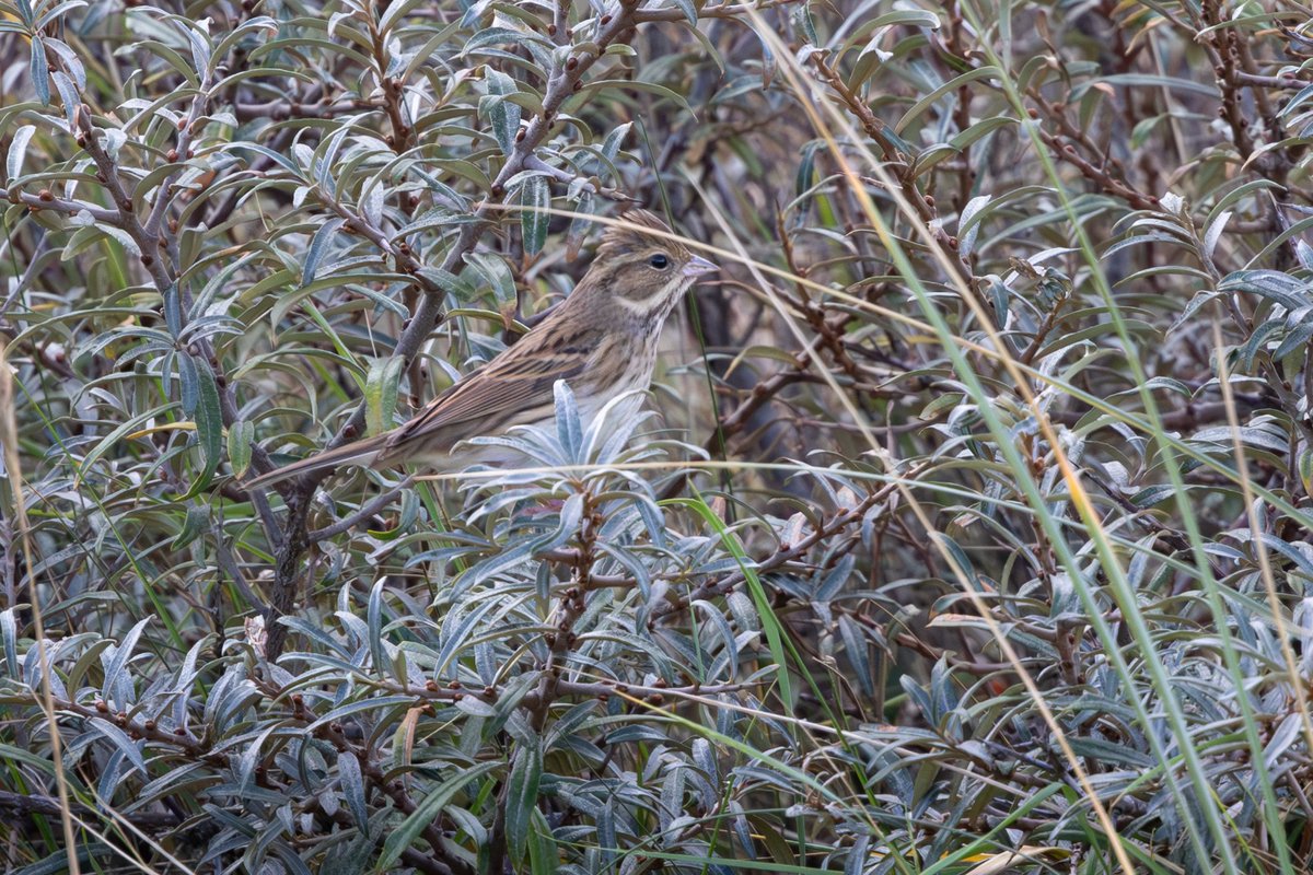 DaveRead18's tweet image. And another one falls.  Finally, after dipping this species a number of times over the years, Black-faced Bunting makes it on to my British and WP lists.