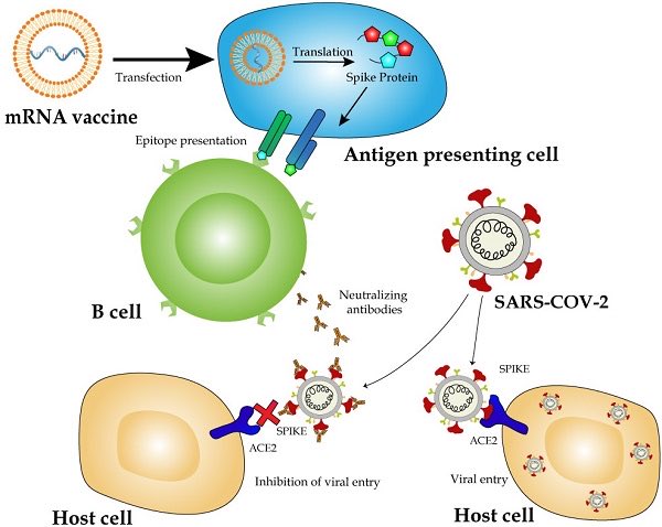 jameswebb_nasa's tweet image. URGENTE 🚨 

A vacina da COVID pode abrir uma nova era contra o câncer 🧬

Uma descoberta surpreendente acaba de ser publicada na Nature: vacinas de mRNA contra COVID-19 podem ampliar drasticamente o efeito de imunoterapias contra o câncer — especialmente das terapias de bloqueio…