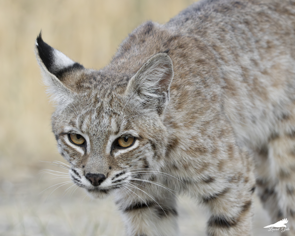 laurel_gale's tweet image. For #WildlifeWednesday, here's my favorite bobcat photo. I adore this kitty's big amber eyes.
(Full resolution preview and prints here: laurel-gale.pixels.com/featured/bobca…)