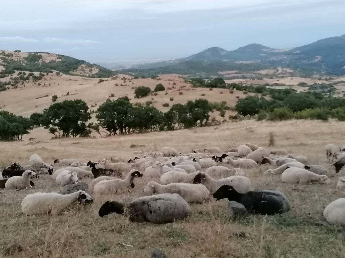 LoveGuerillero's tweet photo. 🖤❤️#Twitterpower #Followerpower #FollowerLove ❤️🐑🐄🐮.
Mein Lieben 🥰 Love ❤️ Guerilleros, #Twitterrudel #Animallover Naturfreunde und alle die ein großes Herz 💓 haben , hier ist ein Tierhof wegen Überschwemmung in große Not geraten und benötigt dringend etwas Unterstützung , bitte helft so gut und so viel ihr entbehren könnt, es ist für die Tiere, deren Futter und Beseitigung von Schäden durch das Hochwasser. Öffnet eure Herzen 💕, vielen Dank 🙏
manfred1977@eclipso.at
Ist die PayPaladresse
Falls jemand mit Bank oder anders helfen will , gerne auch bei Fragen einfach PN an @Elpresi27374053 schreiben.
Vielen Dank für jede Hilfe um die Tiere zu versorgen
@KoeAntifa161 @AntifascistaBRS @161debunk @Baghi161 @klarekante_cgn @CityofHopeKoeln @ASB_NRW @leah_youn @MartinHeil9 @bgabonn @unsoerioes @yoga_and_more @KolnOmas @marion19momo
@Baerline_ @EviSmokes @Chummer1970 @Ulimischtmit