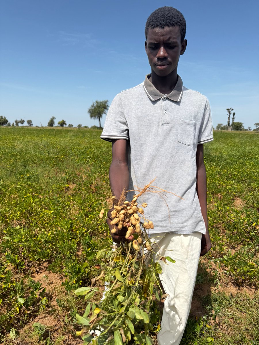 Rencontres inspirantes ce jour à Velingara avec 3 jeunes agripreneurs bénéficiaires du projet #Salouma ⁦<a href="/MastercardFdn/">Mastercard Foundation</a>⁩ ⁦<a href="/WFP_Senegal/">PAM Senegal</a>⁩ Ndonge Fati &amp; Fadel : de la production de Thiakri, à l’aviculteur passant par la culture. ⁦Objectif 35 000 emplois créés en 2025.