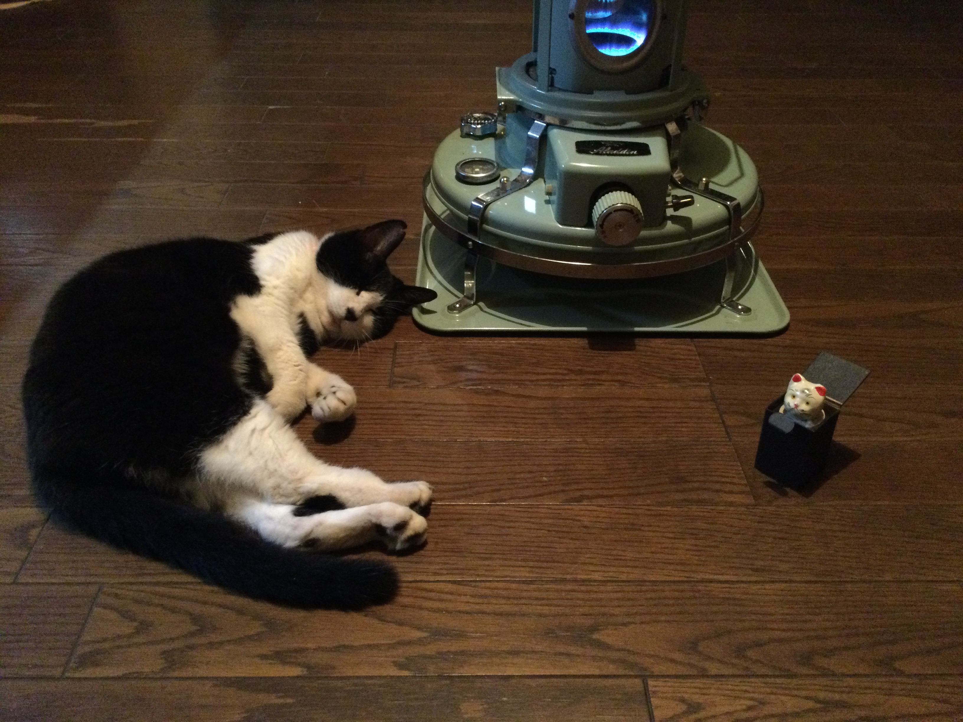 けい様　取り置き中　三毛猫ドラマー　流れ星流れるクローバー畑　Bathroom Hidden Camera: Watch How a Cat Spends Time Home Alone! - YouTube