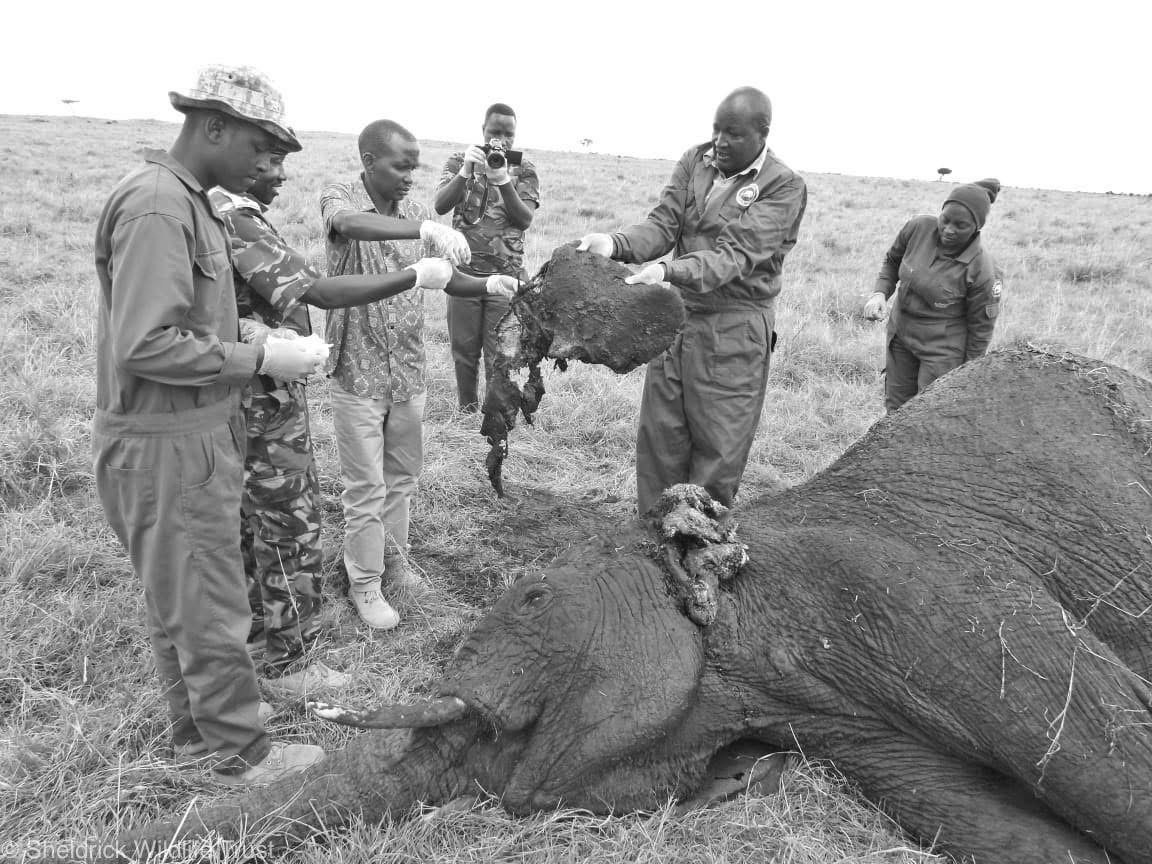 Sheldrick Wildlife Trust on X: "Last week, we were again confronted with the unconscionable cruelty of snares. Our SWT/KWS Mara Mobile Vet Unit was called to help a female elephant with a