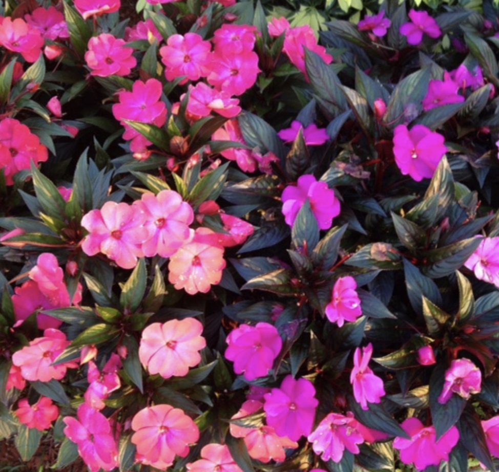 SusanBLander's tweet image. From #spiritguide Lia: &quot;Dreams do come true. Just smooth the way and believe!&quot;