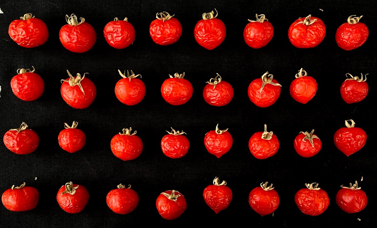 One more week! I’m curious that after three weeks there are no signs of rot or fungal growth — just some lovely little dried tomatoes.