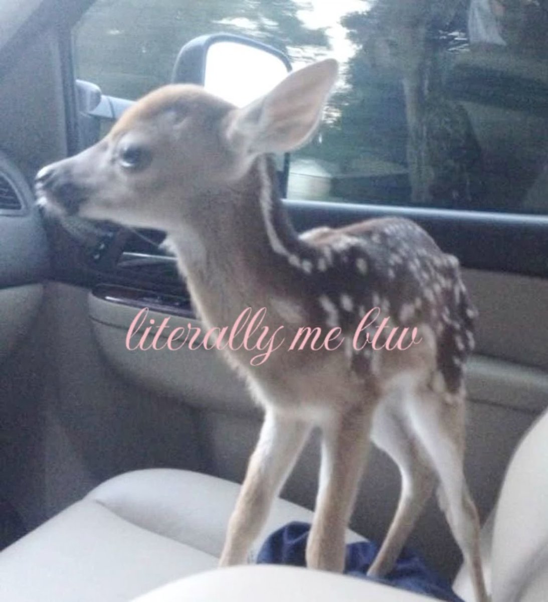 cinnad0e's tweet image. ⠀
⠀⠀  ⠀ ⠀𝝑𝝔⠀@cinnad0e / emily⠀⠀!!
⠀⠀she / her⠀⠀20⠀⠀basic dni
⠀⠀ow2, val, pkmn⠀🎀⠀genshin, mc
⠀⠀✚ ˳⠀ #owtwt  #valtwt
⠀⠀ #pokemontwt   #genshintwt 
⠀⠀ ⠀⠀ ⠀⠀ #promotwt ❜
⠀ ⠀⠀ ⠀⠀ ♡ ノ ↺  appreciated
⠀