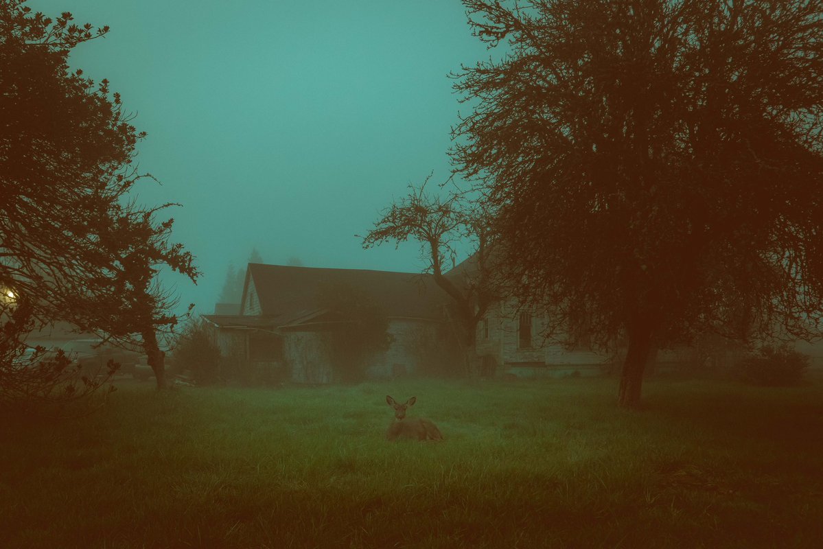 saw this deer resting in a bed of grass