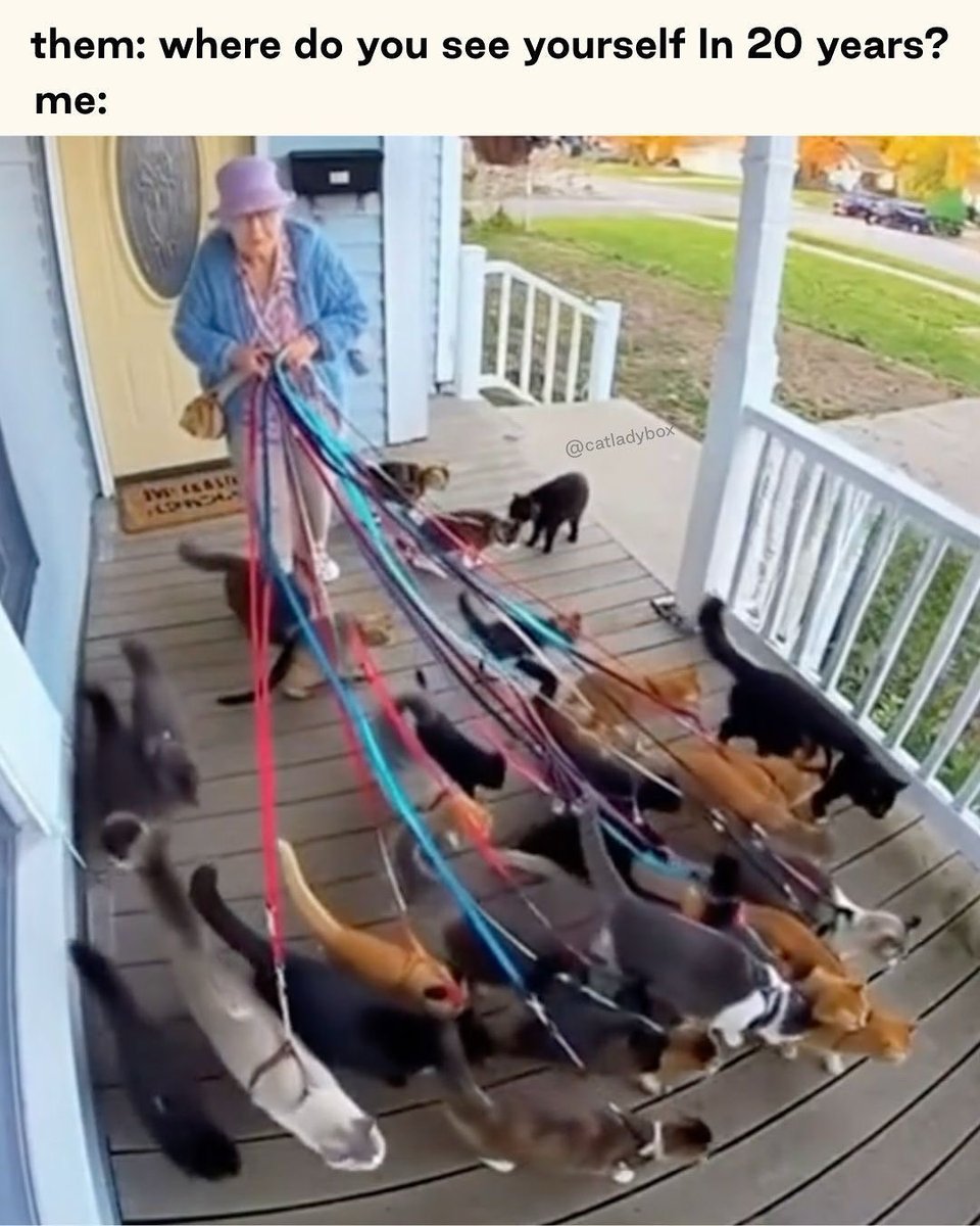 CatLadyBox tweet media