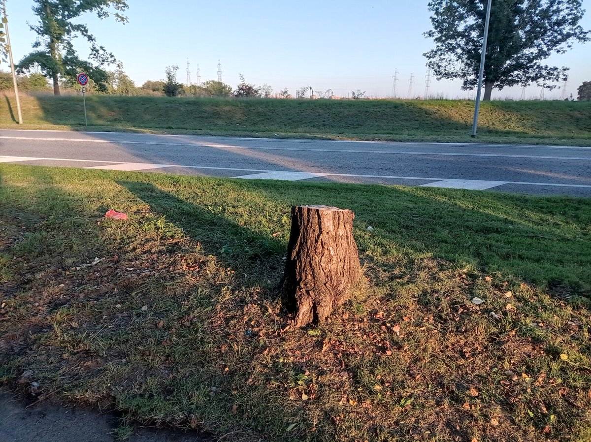 luca_bergamasco's tweet photo. #stumpday #tree #TreeClub https://t.co/opBVNG3r3r