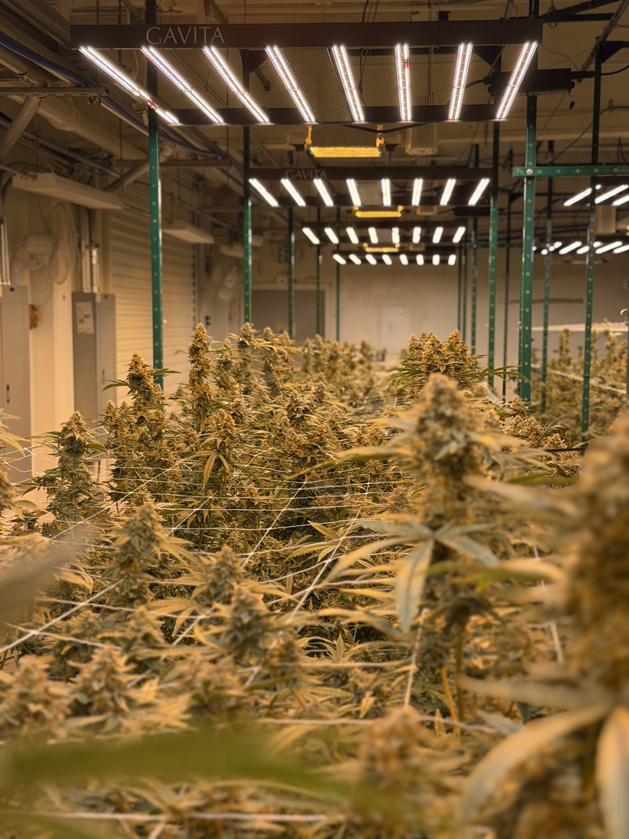 POV: you’re lost in the garden and never want to leave. 💭🌱