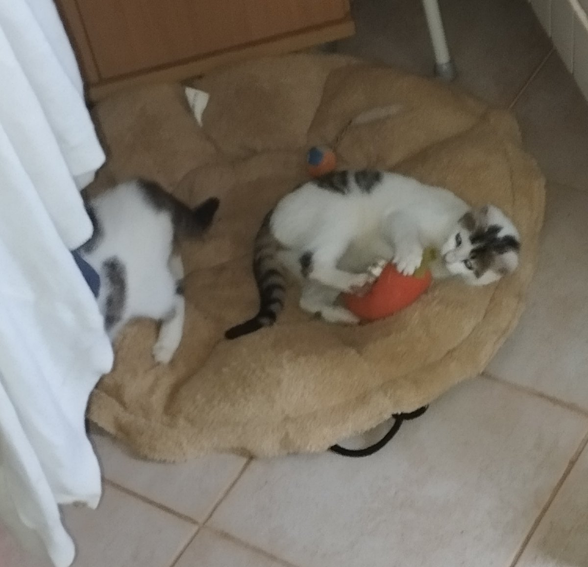 NatStepic's tweet image. Barn kittens find the toys #Barncats