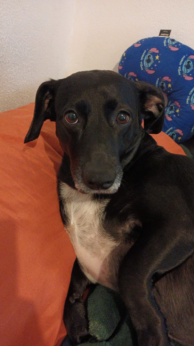 Dani do SóLeioLGBT (@soleiolgbt) on Twitter photo 