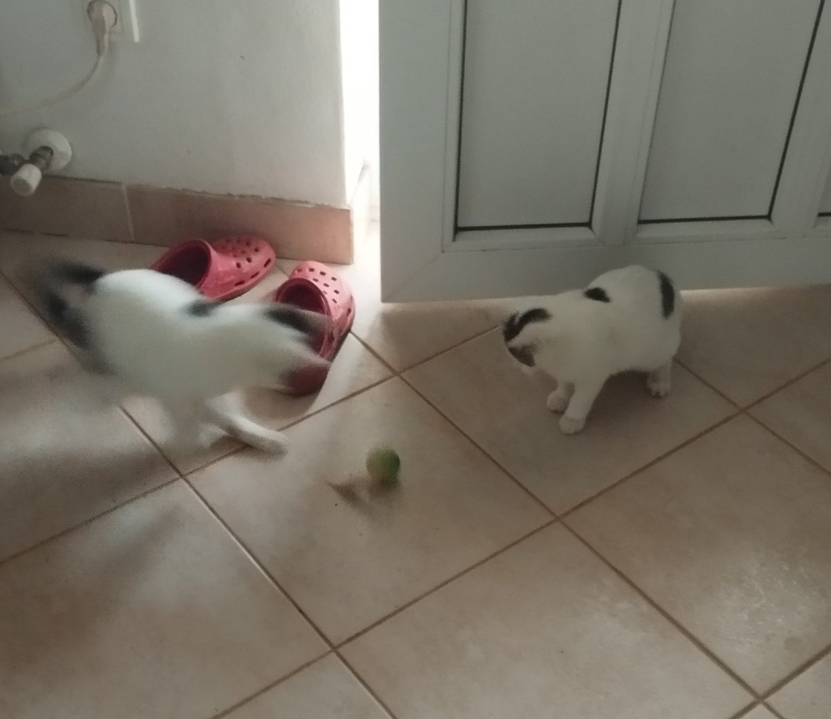 NatStepic's tweet image. Barn kittens find the toys #Barncats