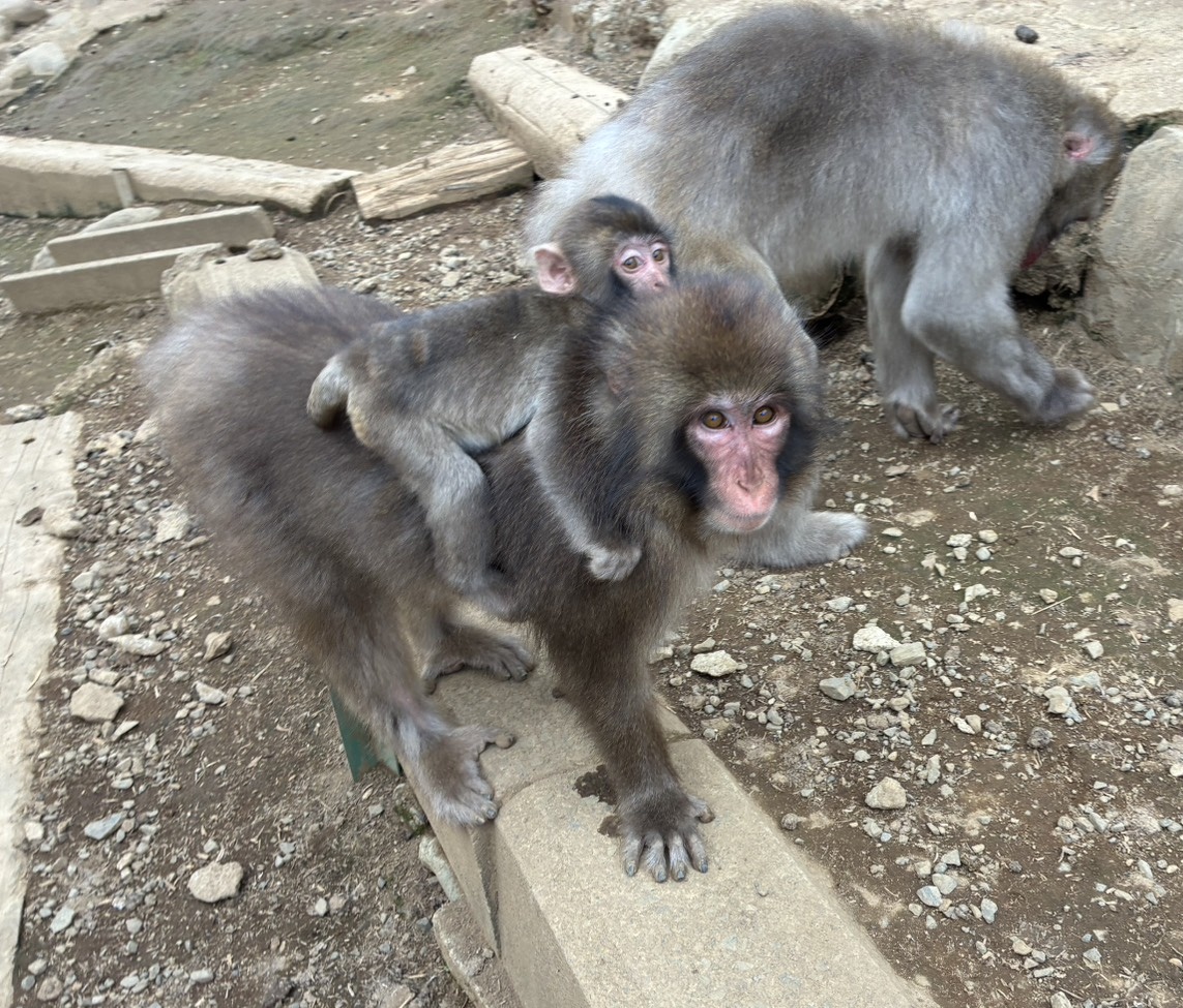 高尾山さる園・野草園【公式】 on X