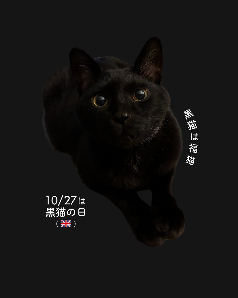 BLACK CAT 複製原画 Amazon.co.jp: 矢吹健太朗BLACKCATブラックキャット 複製原画