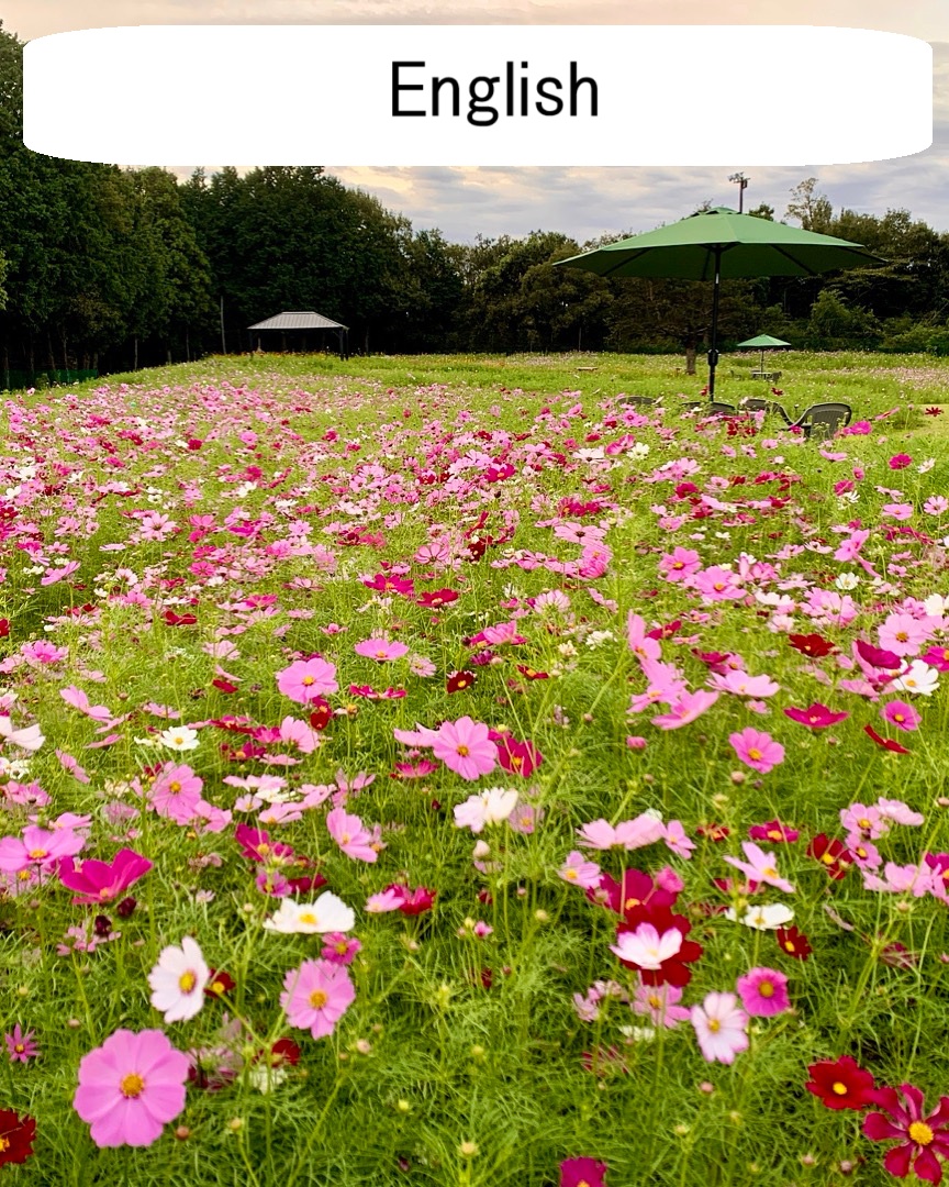 kazahayanosato's tweet photo. 📷 Kazahaya no Sato “Flower & Prayer Autumn Festival”
Cosmos about 40% in bloom (photo: fast-blooming area).
10/17–11/16 / Last entry 17:00 (stay until sunset)
10/23 admission: ¥300
Breathe under the green parasol. Which cosmos do you like?
#KazahayaNoSato #CosmosField #MieTravel https://t.co/KmFP3bfEio
