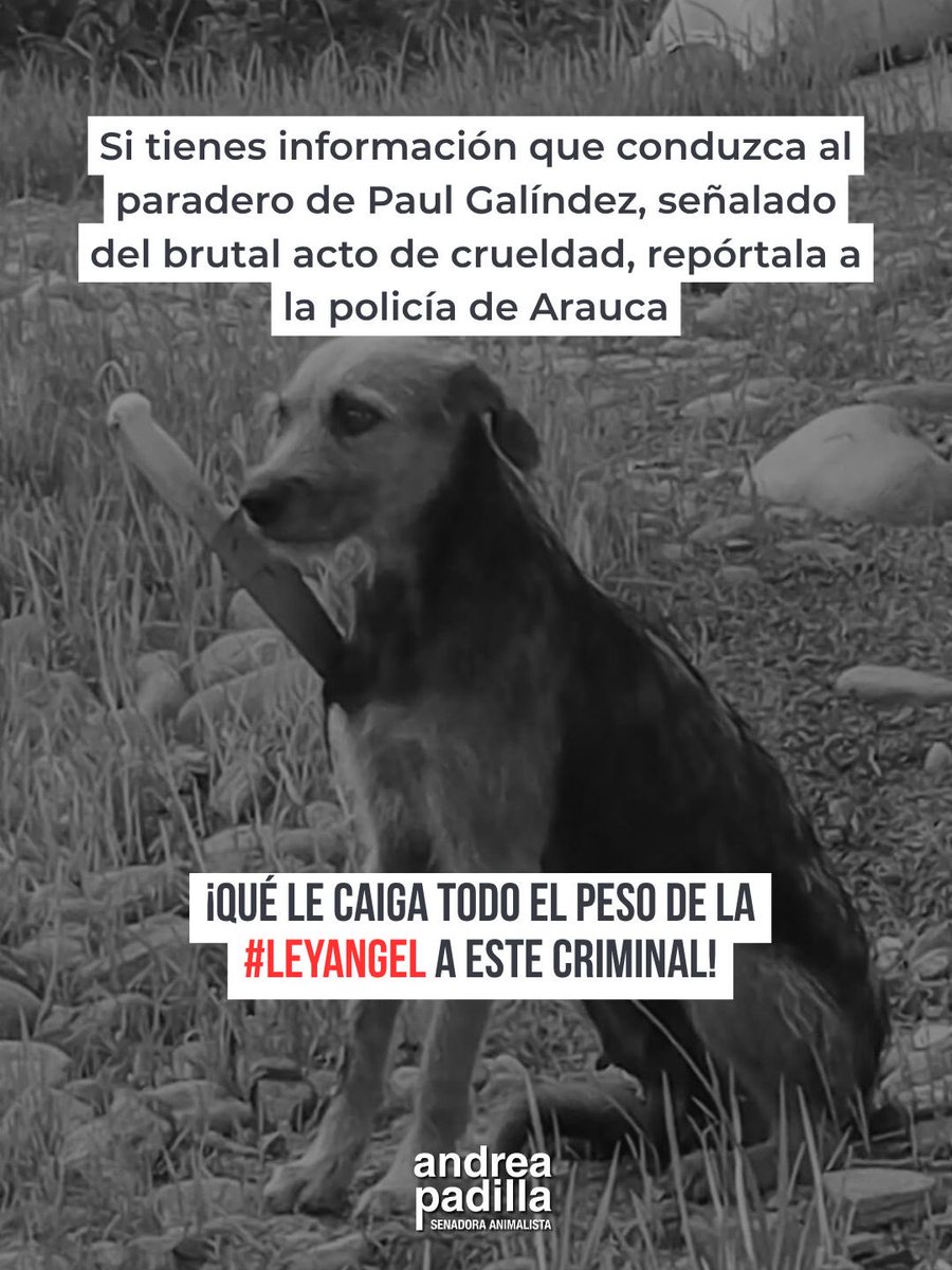 andreanimalidad's tweet photo. 🚨#SeBusca a presunto delincuente en ARAUCA. Peligroso agresor de animales y amenaza para la comunidad 🚨 Informar a @PoliciaArauca y a @alcaldiaarauca 

@PoliciaColombia @GobArauca https://t.co/RGLRuIctoW