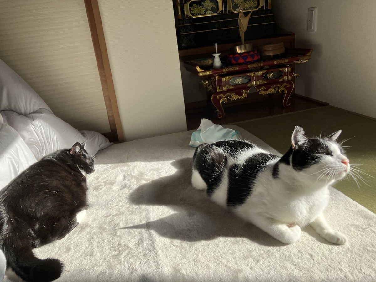 gigaburu1985's tweet image. 日浴び