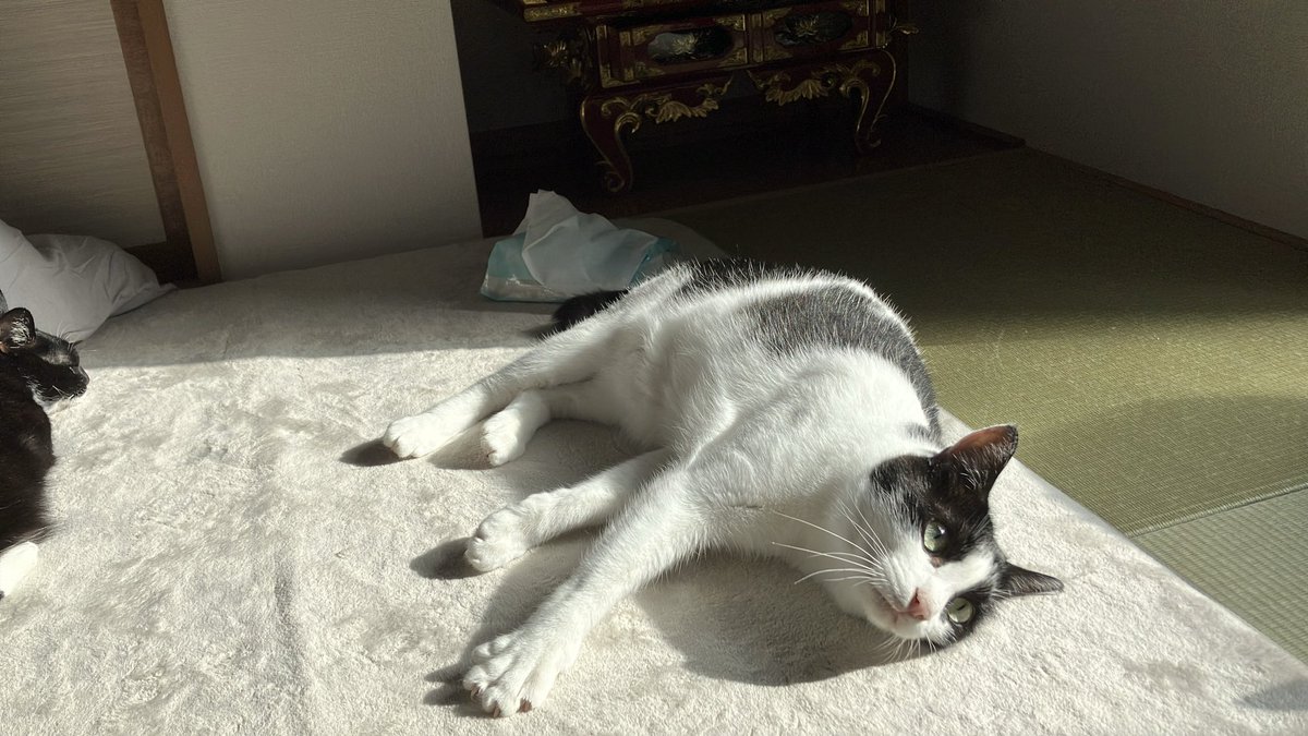 gigaburu1985's tweet image. 日浴び