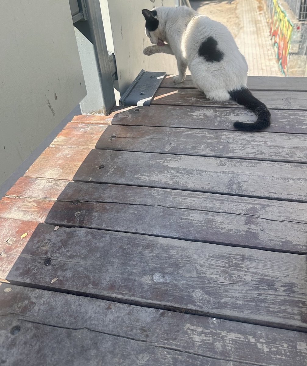 Ήσουν το καλύτερο «δώρο»  που θα μπορούσε να βρει κανείς!!!!
Σε ευχαριστωώ για την τόση αγάπη,την τόση στοργή,την τόση αφοσίωση!… Σε ευχαριστωωώ που ήσουν εκεί κάθε φορά(που ερχόμουν!)!!!!
Θα είσαι το υπέρτατο γατί μου πάντα-μα πάντα!!!!! 🤍😻