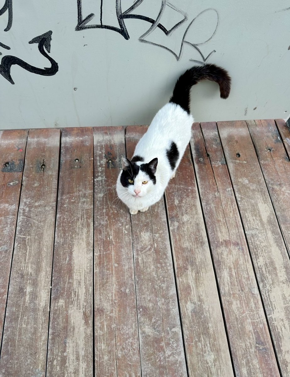 Φένια Φανακίδη tweet media