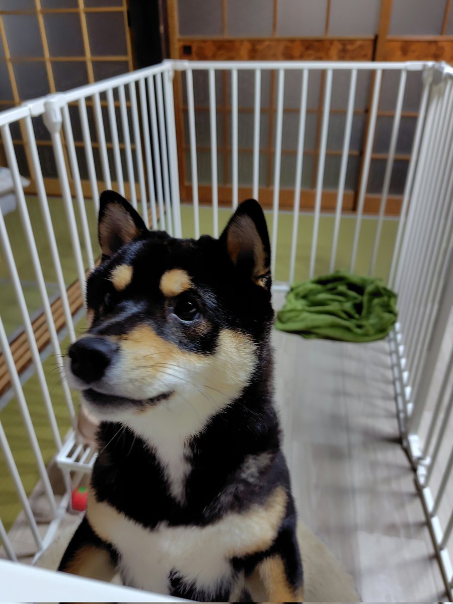 豆柴 黒豆柴cota on X