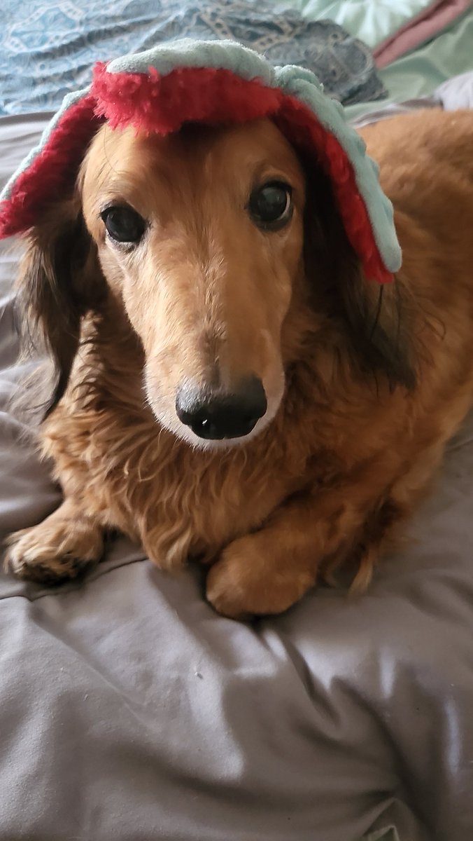 maskless_k's tweet photo. @Sassafrass_84 Omg how did i not realize you were also a ween mama?! My dachshunds say hi to yours! https://t.co/zeDLAXkb3T