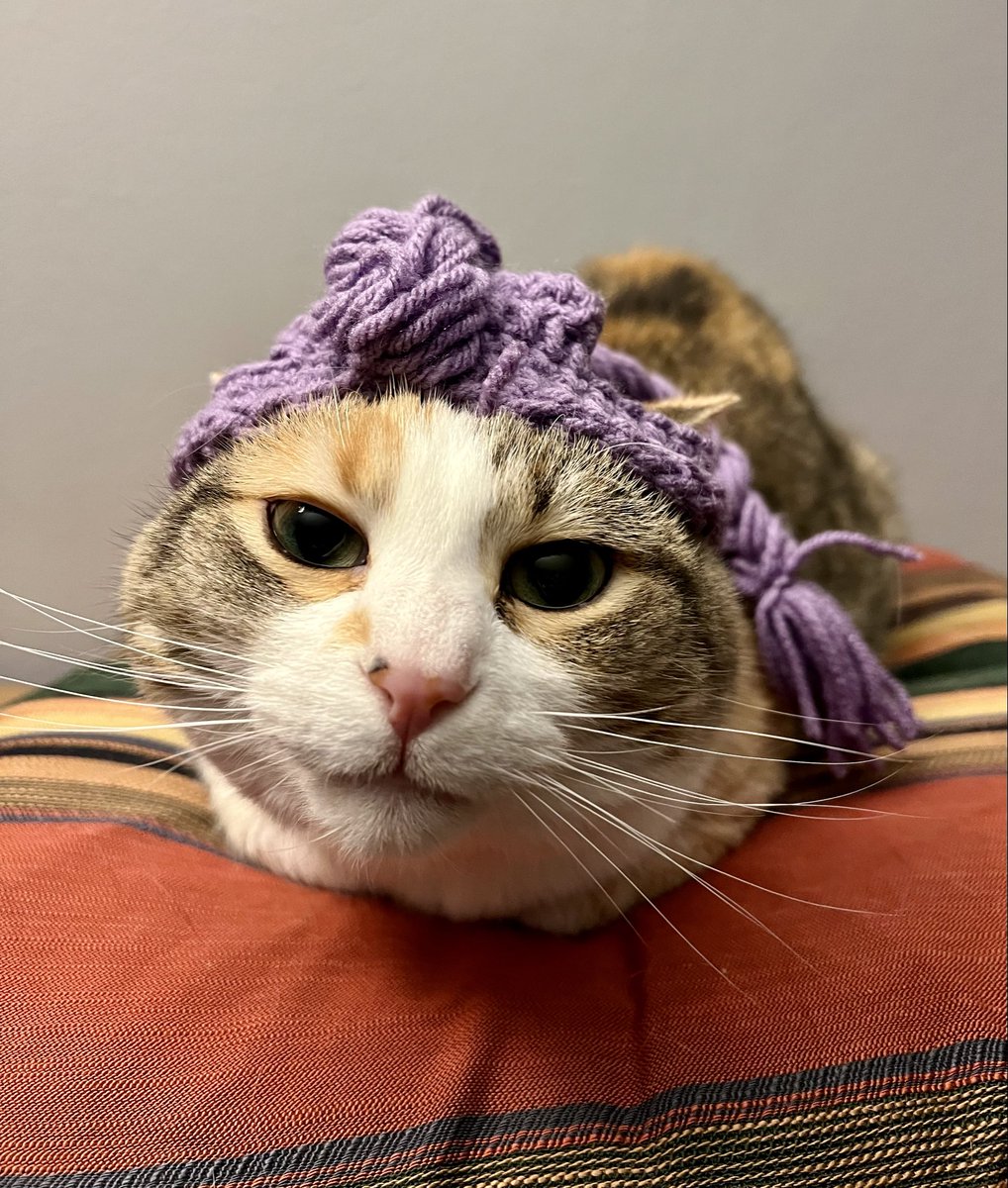 MY MOM CROCHETED A RUMI WIG FOR OUR CATS LOOK AT THISSS