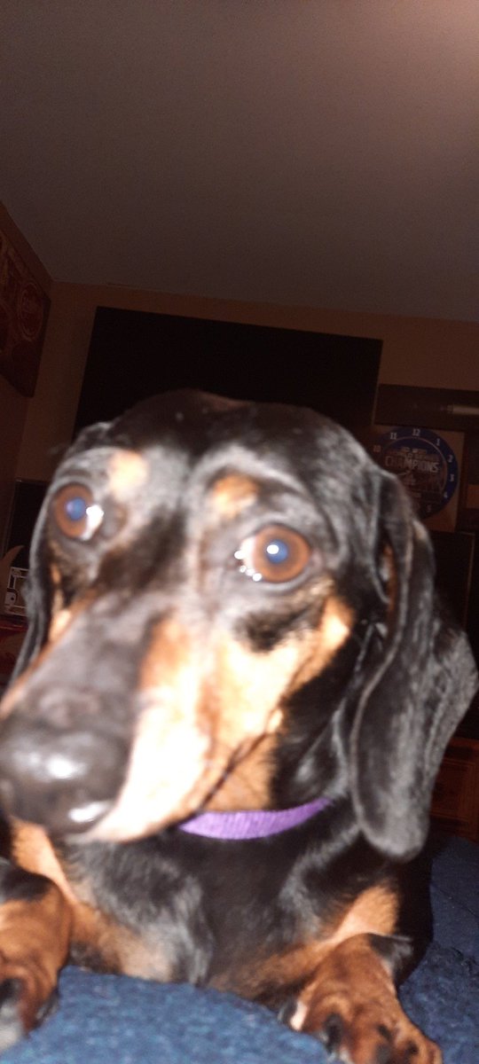 LowClassJB's tweet photo. My dog's Charlie, Dolly, and Cookie wish everyone a good night and remind you that in 1 day the Dodgers will be fighting to become back to back World Series Champions
#BleedBlue #RideTheMeat #Dodgersโฏ#ItsTimeForDodgerBaseball https://t.co/I3BdoVaBjR