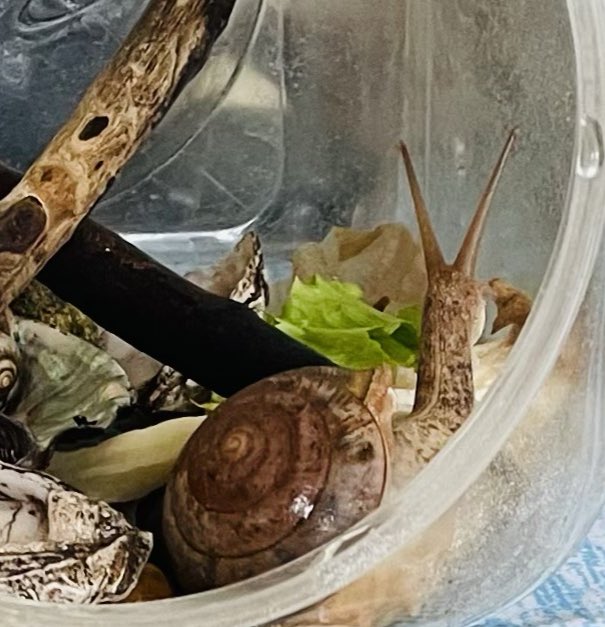 スズカSuzuka🗾🐌 (@pTeLaNOGHRtRPQ6) / Posts / X