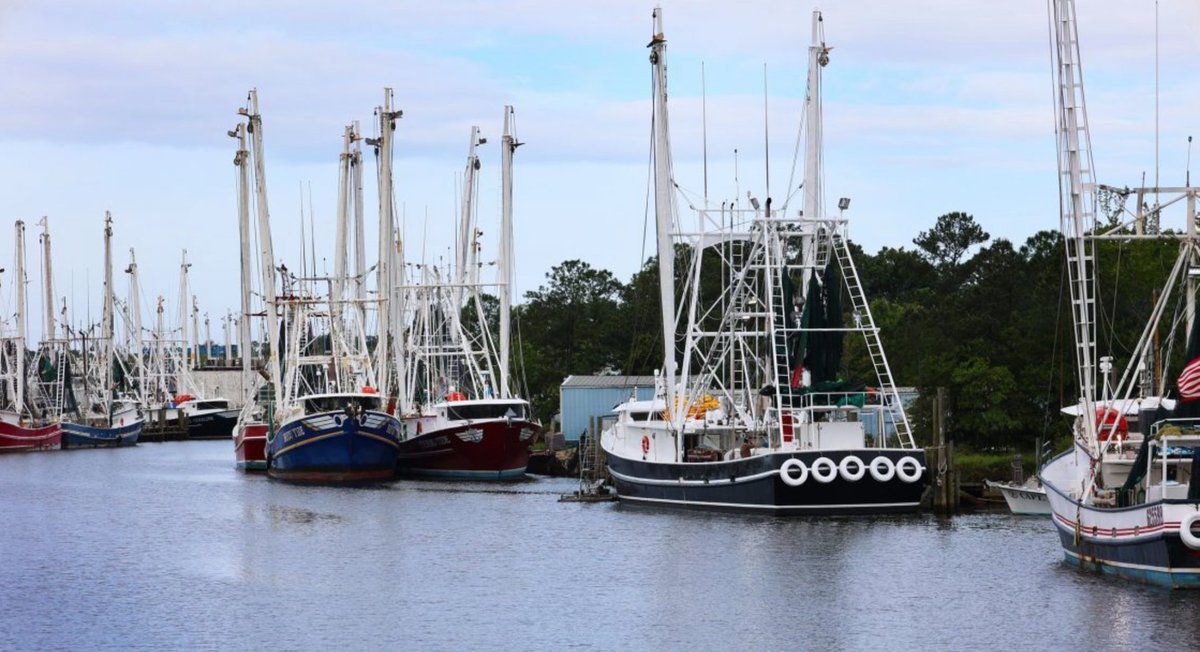 Alabama's ADCNR will host two listening sessions next month to gather feedback about a new shrimp fishery management plan currently in development.  Meetings begin at noon on November 12 at the Bayou La Batre Community Center and on November 13 at the Gulf Shores Activity Center.