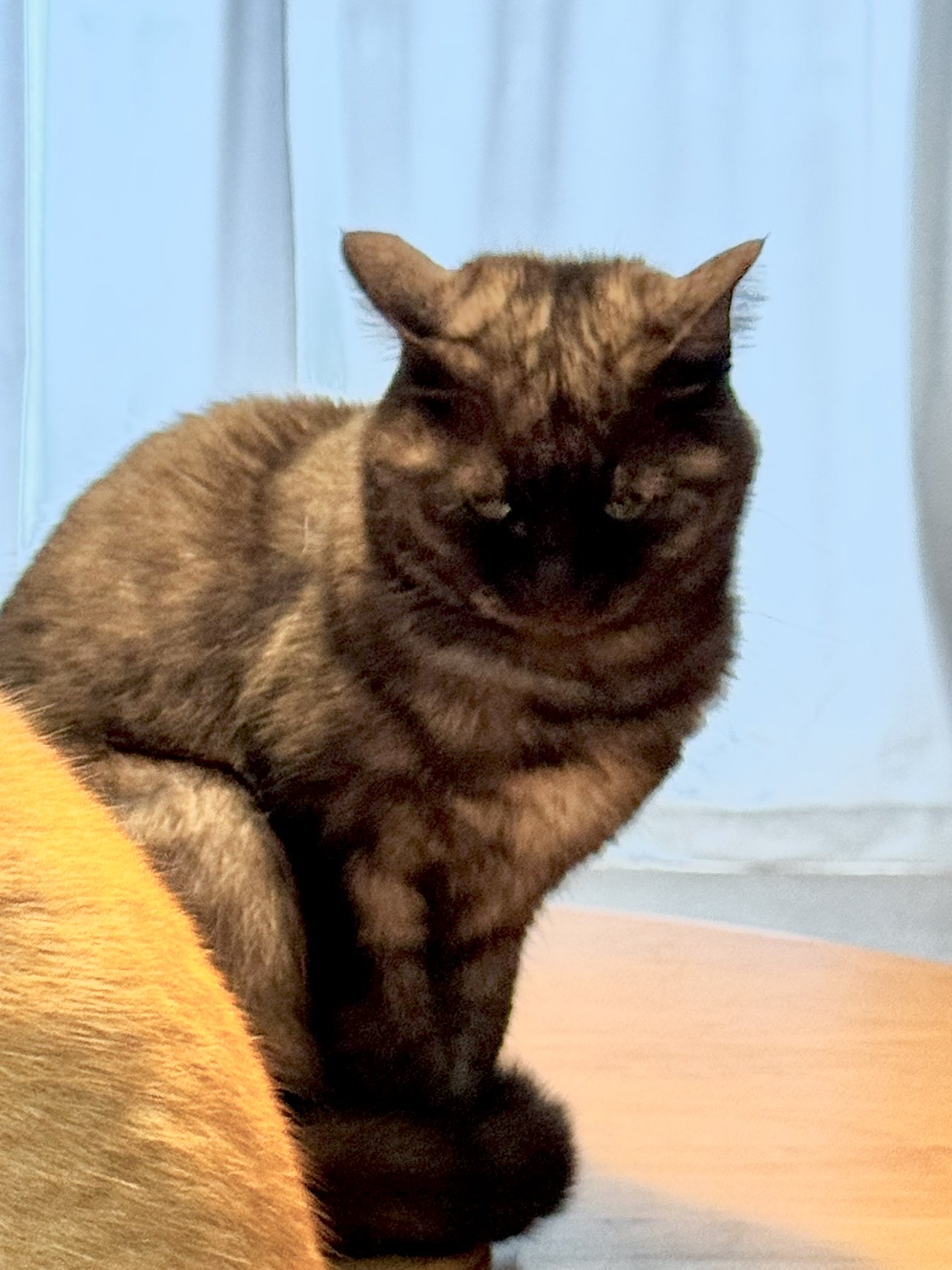 失敗される猫 春も終わりにゃん @tobineko_0 #猫 #桜