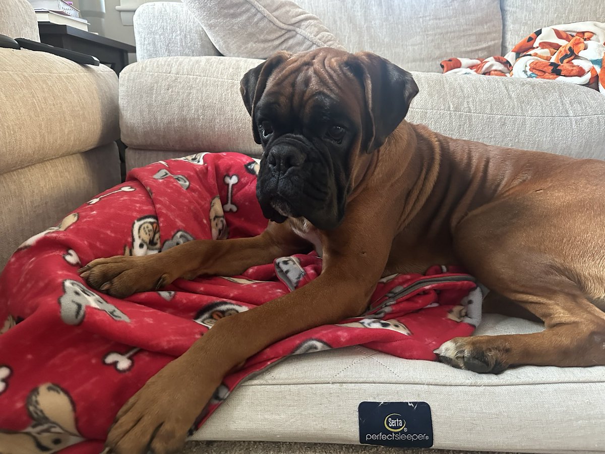 We just can’t get over our big boy Leo! He’s just a cool guy. He is in foster in #York PA with a rescue boxer girl living the dream . He will be vetted asap. He needs a fenced in yard &amp;loves learning from River how to be a dog. #boxerdogs #fawnboxers #bigboxers #bigdogsofx #dogs