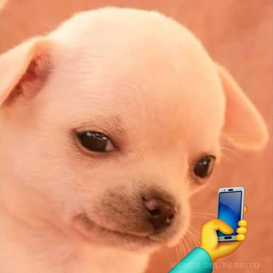 Flopy_on_sol's tweet image. $FLOPY IS LIVE ON PUMP.FUN! 🚀🐶
The puppy is unleashed and ready to run! Don't miss your chance to be one of the first holders of Solana's most adorable meme.
CA: 67GxQxndt4eabCvfE4ZnUffFsmvfBkCUGBwXbbQCpump
#FLOPY #Solana #PumpFun #Meme