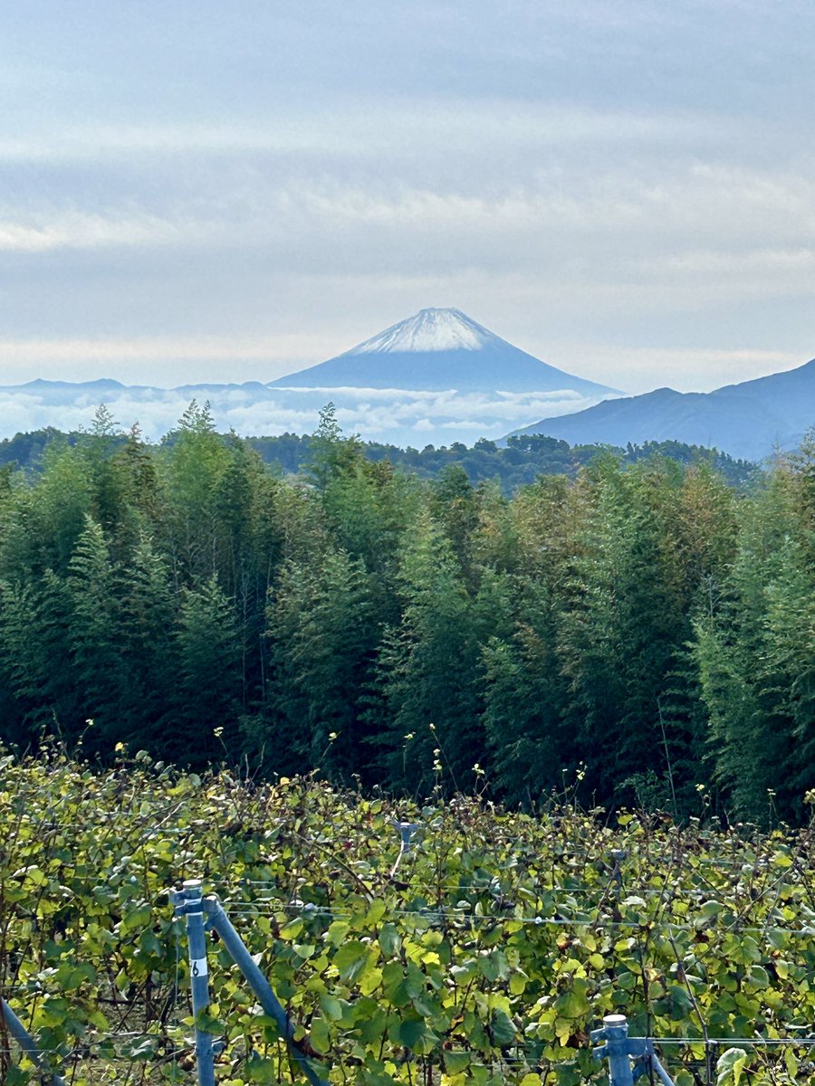 Mie Ikeno 【Domaine Mie Ikeno】 (@Lespasduchat) / Posts / X